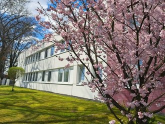 Ein weißes Gebäude mit vielen Fenstern steht hinter einem blühenden Kirschbaum mit rosa Blüten. Im Vordergrund liegt eine grüne Wiese unter einem blauen Himmel.