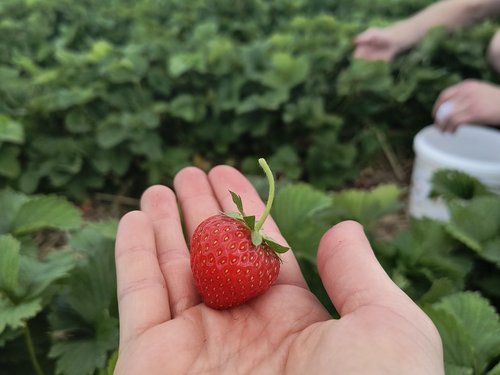 Eine Hand hält eine frische, rote Erdbeere. Im Hintergrund ist ein Feld mit grünen Erdbeerpflanzen zu sehen, auf dem eine weitere Person Beeren pflückt.