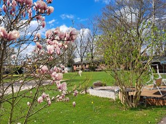 Eine sonnige Gartenansicht im Frühling. Im Vordergrund blühen rosa Magnolien. Dahinter erstreckt sich eine grüne Wiese zu einer Holzterrasse. Im Hintergrund sind Bäume und Häuser unter einem blauen Himmel zu sehen.