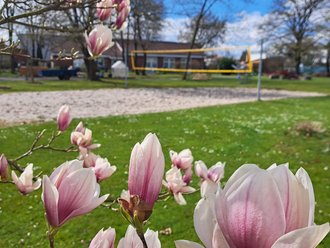 Nahaufnahme von rosa Magnolienblüten im Vordergrund. Im unscharfen Hintergrund ist eine grüne Wiese mit einem Volleyballnetz und einem Gebäude unter blauem Himmel zu erkennen.